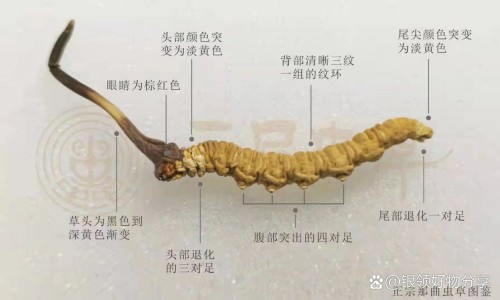 草芓图片-?x草图片网-分享草图片壁纸，草芓图片知识库
