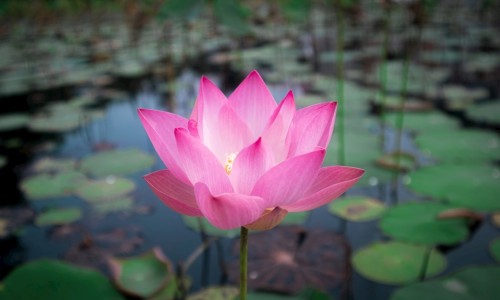 草芓图片-?x草图片网-分享草图片壁纸，草芓图片知识库